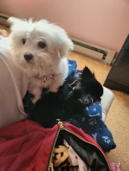 Toy maltipoo and teacup long haired chihuahua mix puppies
