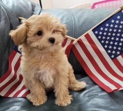 Maltipoo Puppy ready to join your home