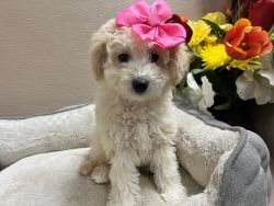 Toy Maltipoo Puppies.Maltese X Toy Poodle