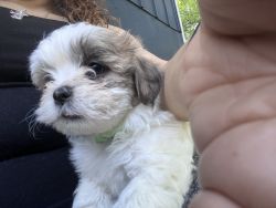 Maltipoo looking for home