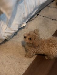 Maltipoo looking for a home