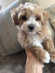 Top Class maltipoo Puppies Available