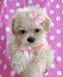 TeddyBear Tiny Maltipoo puppies~poodle