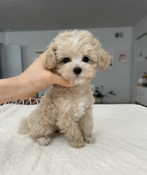 ꧁༺Maltipoo puppies ༻꧂(Toy Size)