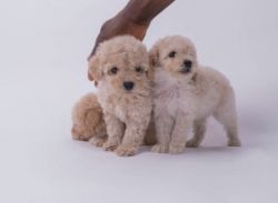 POTTY TRAINED MALTIPOO PUPPIES