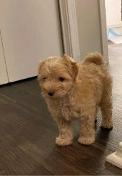 Adorable maltipoo puppies available