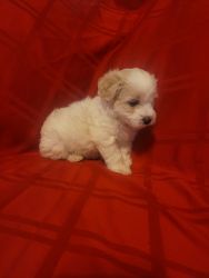 Maltipoo puppy for rehome