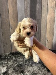 Maltipoo Puppy in Zephyrhills, FL