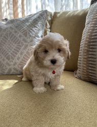 Maltipoo puppy for sale!