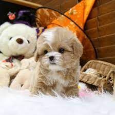 MALTIPOO PUPPIES AVAILABLE NOW!!