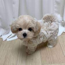 Toy Maltipoo (Maltese/Toy Poodle)