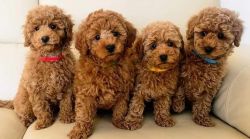 Lovely maltipoo puppies
