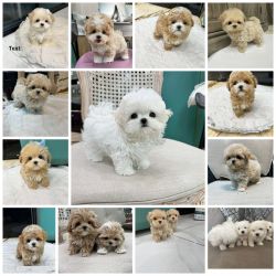 Mini F1 Maltipoo Puppies For Sale