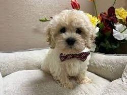 Tiny Maltipoo Puppies ~ Curly hair non-shedding