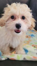 Maltipoo female puppy ready to join your home