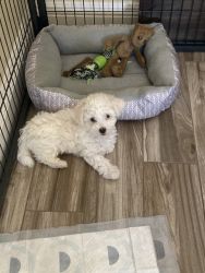 8 week Male Maltipoo with first vaccinations