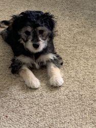Maltipoo pup for adoption