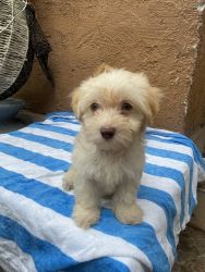 Maltipoo Maltese poodle poodle
