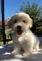Male toy maltipoo