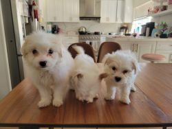 8 weeks Maltipoo puppies ready to be rehome
