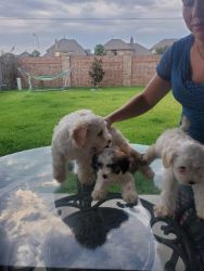 Shih Tzu maltese puppies for sale