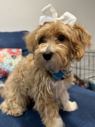 Rehoming maltipoo