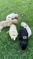Re homing Maltipoo pups
