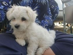 DOLL FACE MALTIPOO PUPPIES