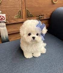 Maltipoo Pups(Toy Size)