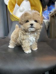 Maltipoo Adorable Puppies Available for sale.
