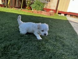 Beautiful female Maltipoo Pup Available Now 7 weeks old)