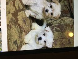 Find the love of your life Adorable Morkies