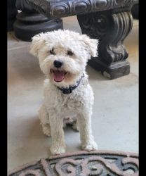 Maltipoo Male 2 years old