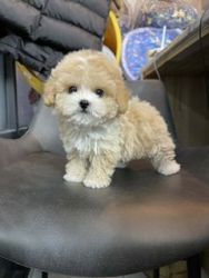 Lovely Maltipoo puppies for sale