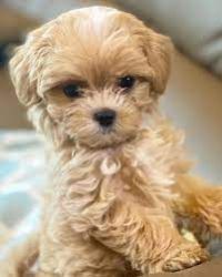 MALTIPOO ONLY 2 LEFT