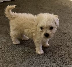 Mini Maltipoo puppy for sale