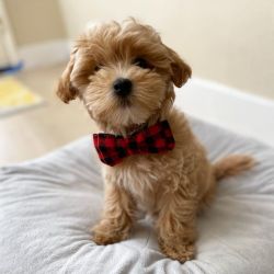 MALE and FEMALE MALTIPOO PUPPIES