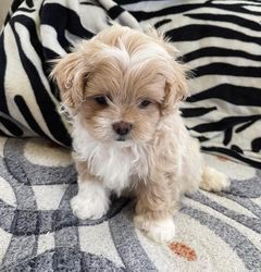 Magnificent Maltipoo Puppies For Sale