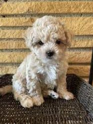Doll face Maltipoo Puppies (toy size)