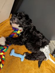 Maltipoo Puppy calm good with kids cage trained