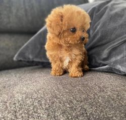 Maltipoo toy Size