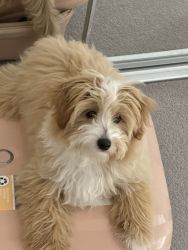 Rehome 7 months old Female Maltese x Toy Poodle