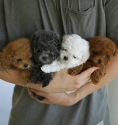 Toy Maltipoo Puppies