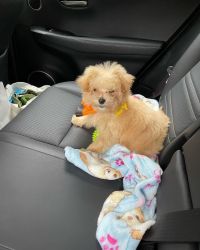 male and female Maltipoo puppies for sale