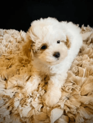 Courageous Maltipoo pups for sale