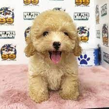 Maliti Poo Toy Poodle Miniature Puppies - GIrls