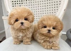 Cute Maltipoo Puppies