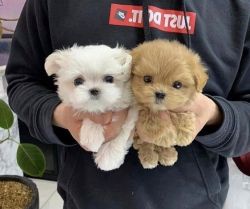 Adorable Maltipoo Puppies