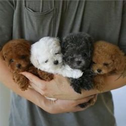 Lovely Maltipoo Puppies