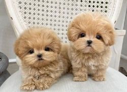 Tcup Maltipoo Puppies
